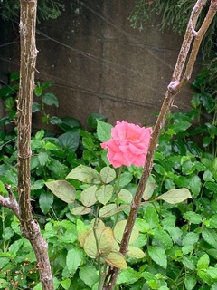 13737B07-95D1-45BE-8266-93A388EE32FC.jpeg