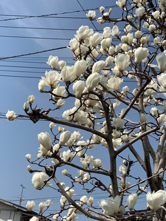 E7AC82A7-E448-45CD-AD89-667B84FCAB85.jpeg